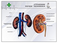 Стенд "Строение почки человека" - «globural.ru» - Верхняя Пышма