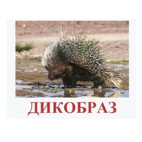 Карточки Домана "Дикие животные-3" - «globural.ru» - Верхняя Пышма