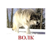 Карточки Домана "Дикие животные-1" - «globural.ru» - Верхняя Пышма
