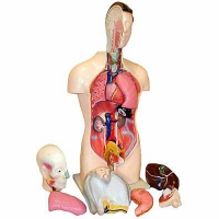 Торс человека разборный (42 см.) - «globural.ru» - Верхняя Пышма