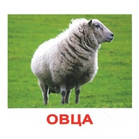 .Карточки Домана "Домашние животные" - «globural.ru» - Верхняя Пышма