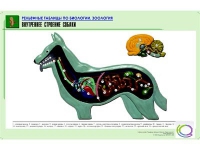 Рельефная таблица "Внутреннее строение собаки" (формат А1, матовое ламинир.) - «globural.ru» - Верхняя Пышма