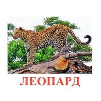 Карточки Домана "Дикие животные-2" - «globural.ru» - Верхняя Пышма