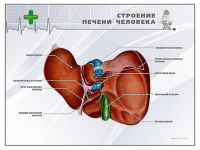 Стенд "Строение печени человека" - «globural.ru» - Верхняя Пышма