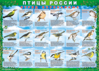 Таблица Птицы России из  4 листов в комплекте 1000*1400 винил	 - «globural.ru» - Верхняя Пышма