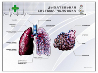 Стенд "Дыхательная система человека" - «globural.ru» - Верхняя Пышма