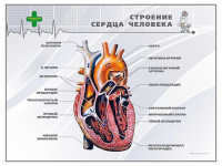 Стенд "Строение сердца человека" - «globural.ru» - Верхняя Пышма