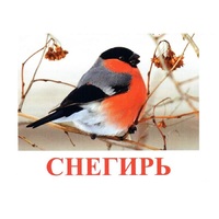 Карточки Домана "Птицы-1" - «globural.ru» - Верхняя Пышма