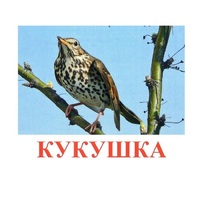 Карточки Домана "Птицы-3" - «globural.ru» - Верхняя Пышма