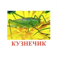 Карточки Домана "Насекомые" - «globural.ru» - Верхняя Пышма