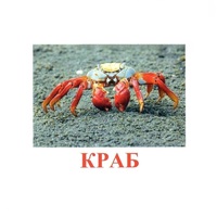 Карточки Домана "Подводный мир" - «globural.ru» - Верхняя Пышма