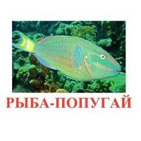 Карточки Домана "Рыбы" - «globural.ru» - Верхняя Пышма