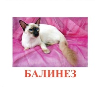 Карточки Домана "Породы кошек" - «globural.ru» - Верхняя Пышма