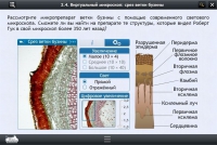 Интерактивные курсы. Биология 5 класс. Расширенный - «globural.ru» - Верхняя Пышма