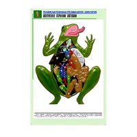 Рельефная таблица "Внутреннее строение лягушки" (формат А1, матовое ламинир.) - «globural.ru» - Верхняя Пышма