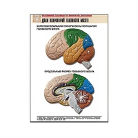 Рельефная таблица "Доли полушарий головного мозга" - «globural.ru» - Верхняя Пышма