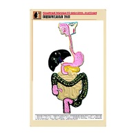 Рельефная таблица "Пищеварительный тракт" (формат А1, матовое ламинир.) - «globural.ru» - Верхняя Пышма