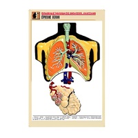 Рельефная таблица "Строение легких" (формат А1, матовое ламинир.) - «globural.ru» - Верхняя Пышма