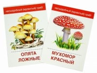 Раздаточные карточки "Грибы съедобные и не съедобные" - «globural.ru» - Верхняя Пышма
