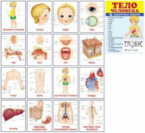 Раздаточные карточки "Тело человека" - «globural.ru» - Верхняя Пышма