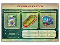 Электрифицированный стенд "Строение клетки" с маркерными полями - «globural.ru» - Верхняя Пышма