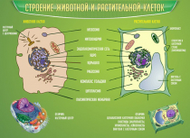 Стенд "Строение животной и растительной клеток" - «globural.ru» - Верхняя Пышма