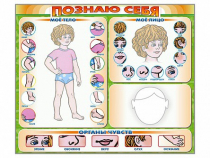 Стенд маркерный "Познаю себя" (тело, голова, органы чувств) - «globural.ru» - Верхняя Пышма