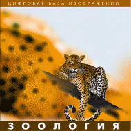 Зоология. (Цифровая база изображений) - «globural.ru» - Верхняя Пышма