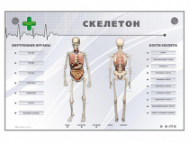 Электрифицированный стенд-тренажер "Скелетон" - «globural.ru» - Верхняя Пышма