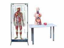 Интерактивный учебный комплекс "Анатомический атлас 3D" - «globural.ru» - Верхняя Пышма