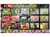Комплект оборудования "Живой уголок" (растения) с тифлопереводом и сурдокомментариями - «globural.ru» - Верхняя Пышма