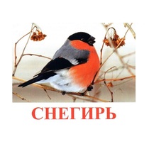Карточки Домана "Птицы-1" - «globural.ru» - Верхняя Пышма