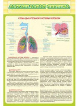 Стенд "Дыхательная система" - «globural.ru» - Верхняя Пышма