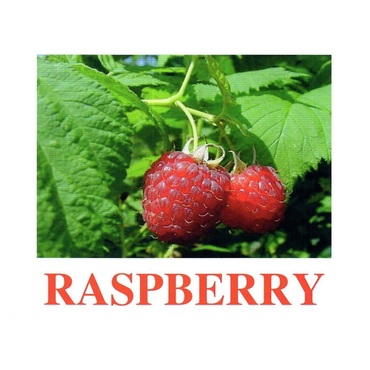 "Berries-1" ("Ягоды-1") английские карточки Домана - «globural.ru» - Верхняя Пышма
