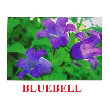 "Wild Flowers-Herbs" ("Полевые цветы-Травы") английские карточки Домана - «globural.ru» - Верхняя Пышма