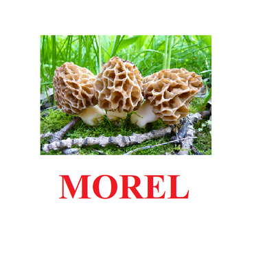"Mushrooms" ("Грибы") английские карточки Домана - «globural.ru» - Верхняя Пышма