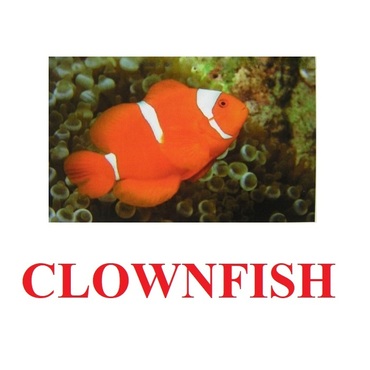 "Fish" ("Рыбы") английские карточки Домана - «globural.ru» - Верхняя Пышма