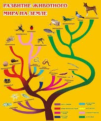 Стенд "Развитие животного мира на земле" - «globural.ru» - Верхняя Пышма